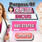 What Are The Malleus Incus And Stapes Used For?