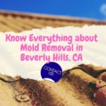 Know Everything About Mold Removal Beverly Hills, CA