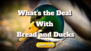 What’s The Deal With Bread And Ducks?