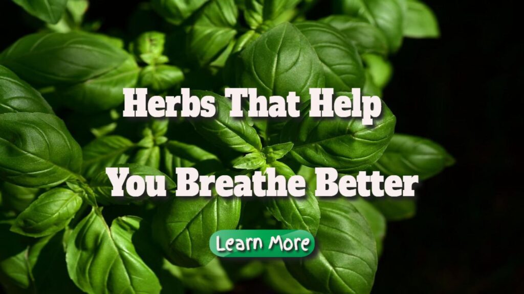 Herbs That Help You Breathe Better