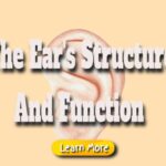 The Ear’s Structure and Function