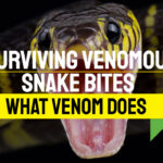 Surviving Snake Venom: Unraveling The Impact