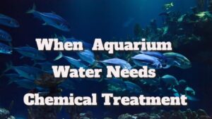 When And How Much Aquarium Water Needs Chemical Treatment