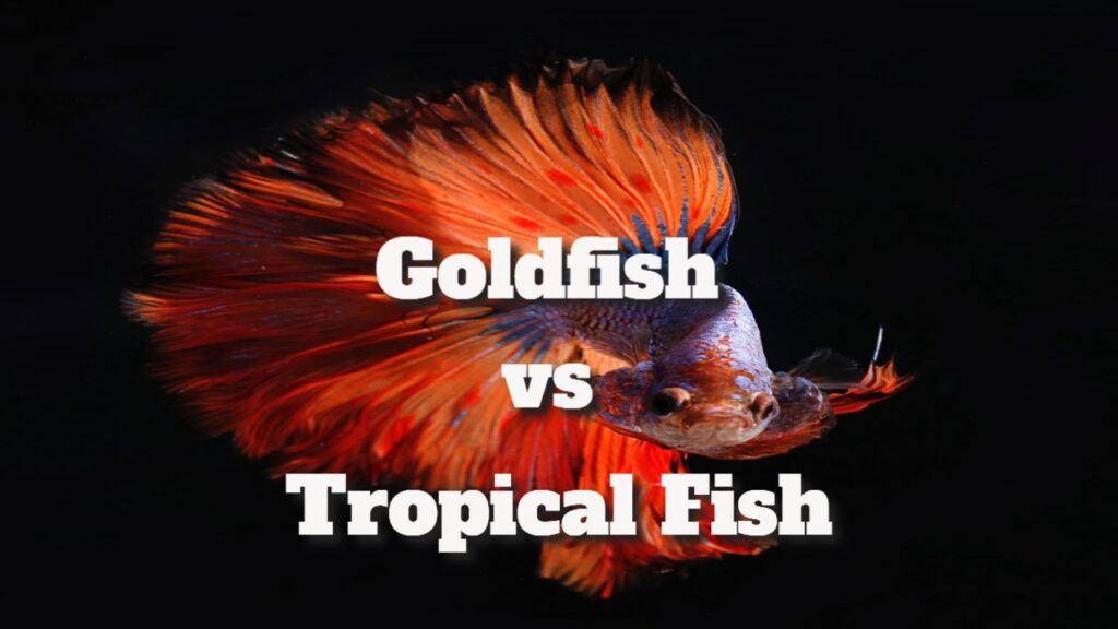 Goldfish vs Tropical Fish: Understanding Key Differences