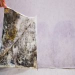 Mould Growth Speed: Key Insights After Water Damage