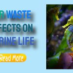 Waste’s Effects on Marine Life and Coastal Ecosystems