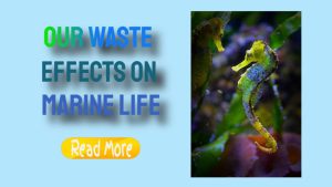 Waste’s Effects on Marine Life and Coastal Ecosystems