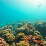 Scuba Diving Adventures: Discover Belize’s Ultimate Destination