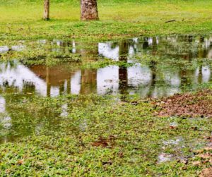 Stormwater Drain Solutions: Understanding Key Causes in Wollongong